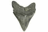 Fossil Megalodon Tooth - South Carolina #370007-1